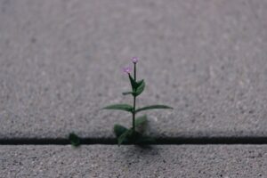 flower growing in concrete